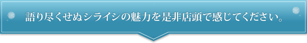 語り尽くせぬシライシの魅力を是非店頭で感じてください。